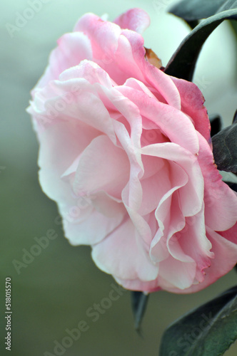 Fototapeta Naklejka Na Ścianę i Meble -  pink rose close up