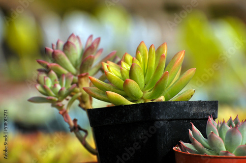 The close-up of succulent plants photo