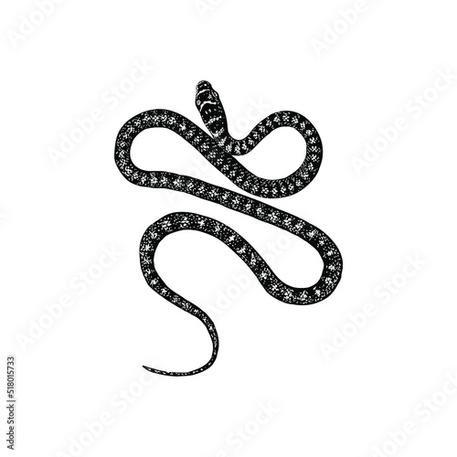 Paradise Flying Snake hand drawing vector illustration isolated on background