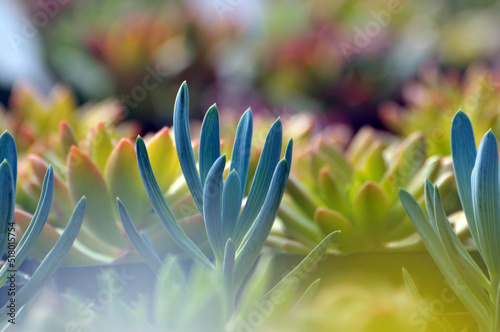 The close-up of succulent plants photo