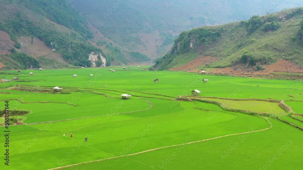 A farmer fertilizes a rice field in the Northwest mountains - Vietnam A farmer fertilizes a rice field in the Northwest mountains - Vietnam