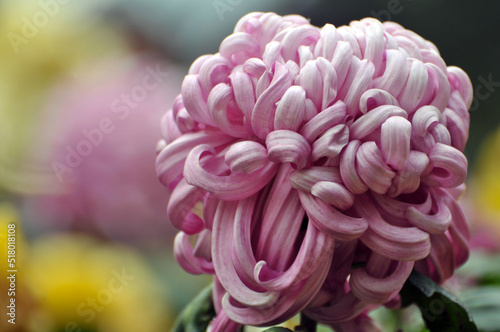 blossoming chrysanthemum