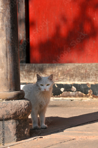 a lovly white cat in the chinese temple