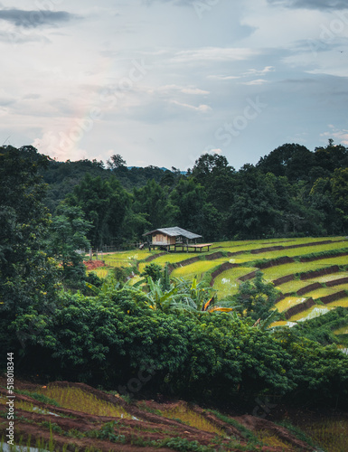 Rice fields outside the growing season