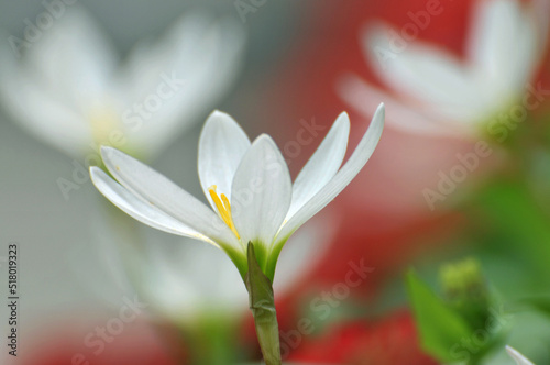 Fototapeta Naklejka Na Ścianę i Meble -  blossoming crocuses in spring