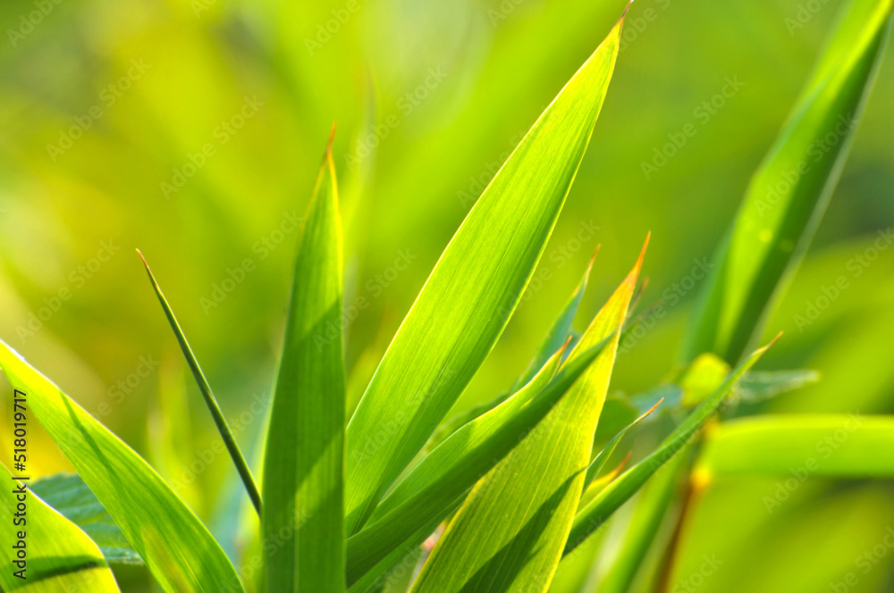 Obraz premium sun shining through the bamboo forest