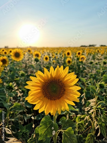 field of sunflowers