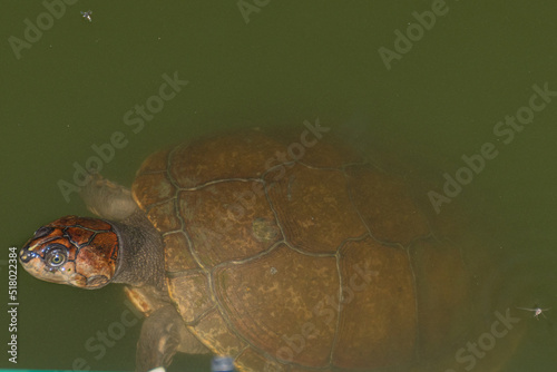 tortuga nadando en lago en aguazul casanare photo