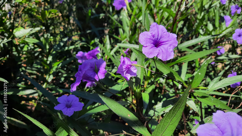 Close up, Beautiful purple flowers