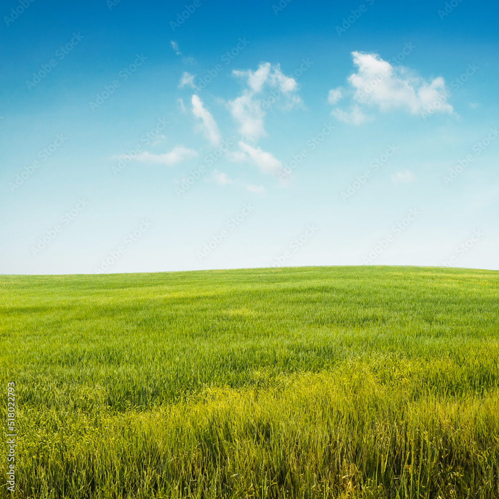 beautiful summer fields