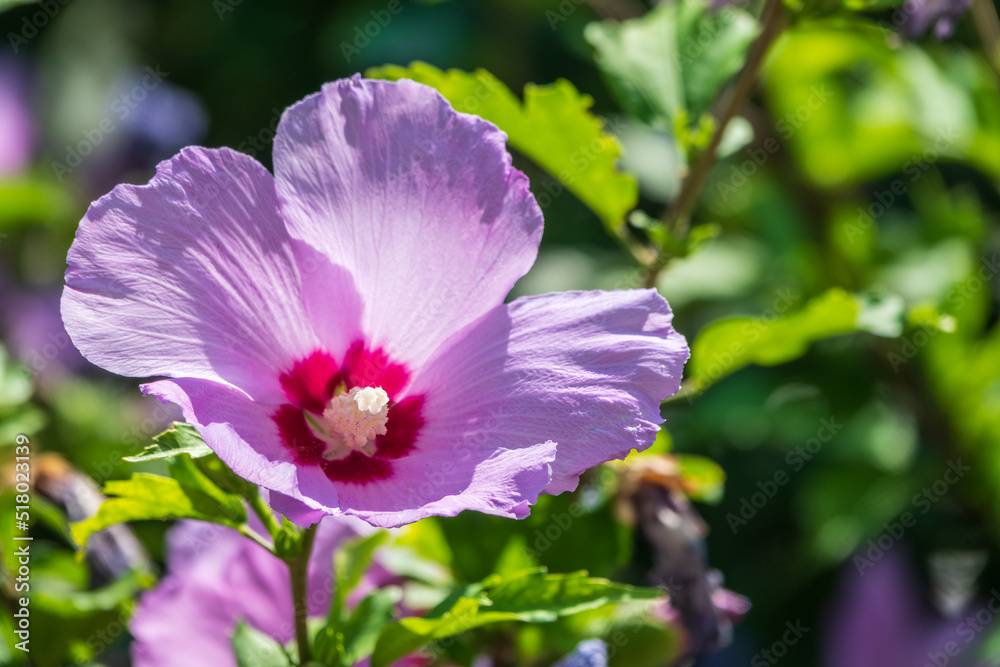 Pink flowers of Hibiscus moscheutos plant close-up. Hibiscus moscheutos, swamp hibiscus, Pink flowers of Hibiscus moscheutos plant close-up. Hibiscus moscheutos, swamp hibiscus,