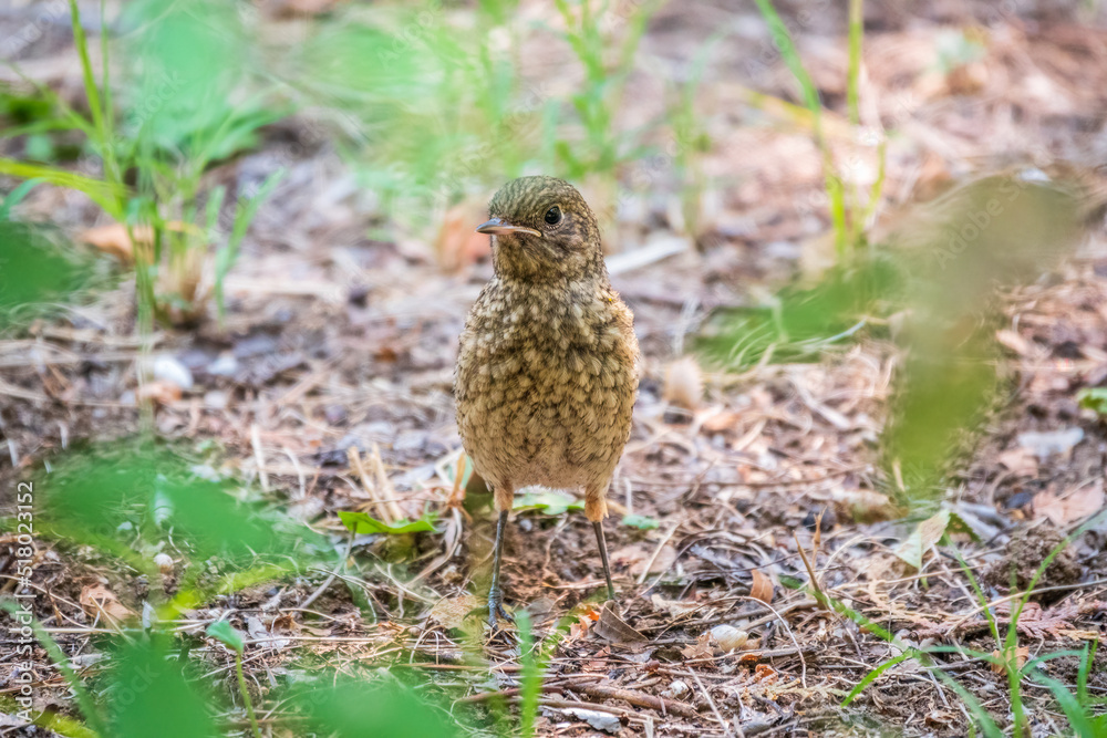 The common redstart, Phoenicurus phoenicurus, young bird, is sitting on a ground against a blurred background. The common redstart, Phoenicurus phoenicurus, young bird, is sitting on a ground against a blurred background.