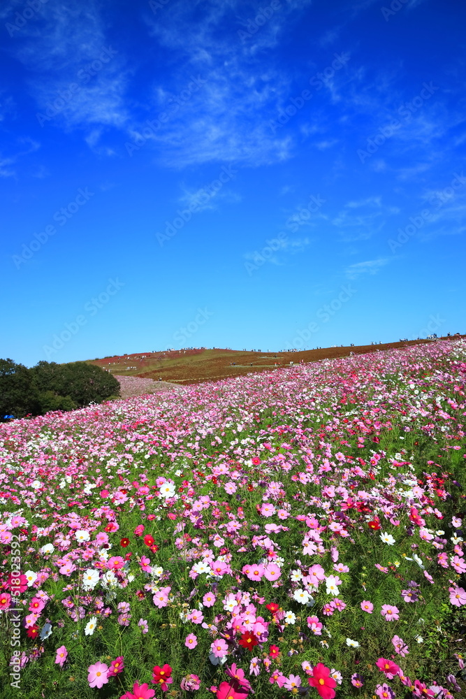 ひたち海浜公園、秋晴の中、秋桜と紅葉したコキアの花畑