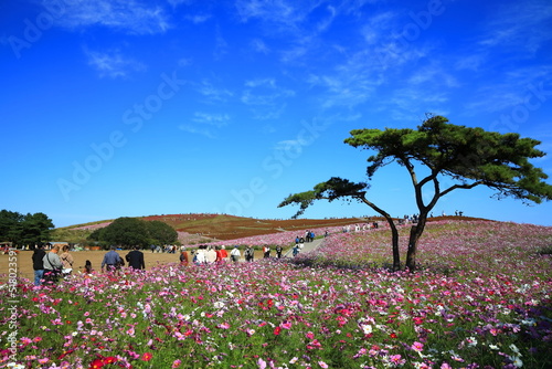 Fototapeta Naklejka Na Ścianę i Meble -  ひたち海浜公園、秋晴の中、秋桜と紅葉したコキアの花畑