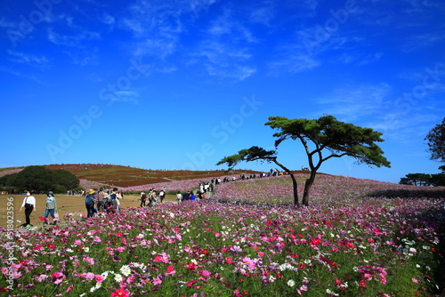 ひたち海浜公園、秋晴の中、秋桜と紅葉したコキアの花畑