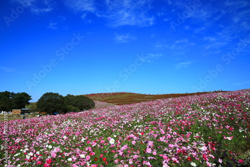 Wallpaper Mural ひたち海浜公園、秋晴の中、秋桜と紅葉したコキアの花畑 Torontodigital.ca