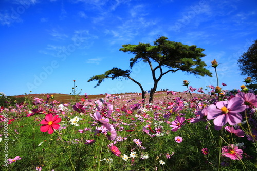 Fotografiet ひたち海浜公園、秋晴の中、秋桜と紅葉したコキアの花畑