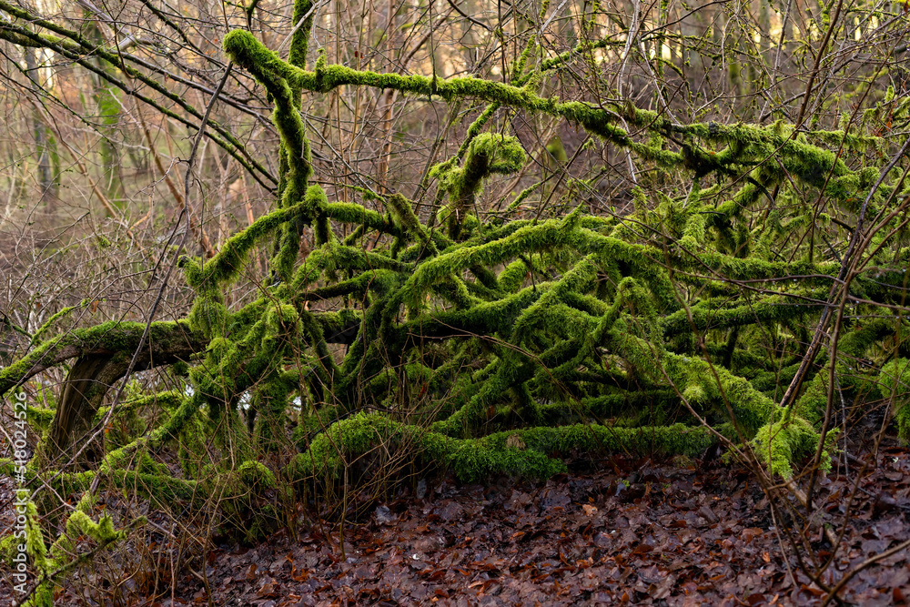 Root with moss Root with moss