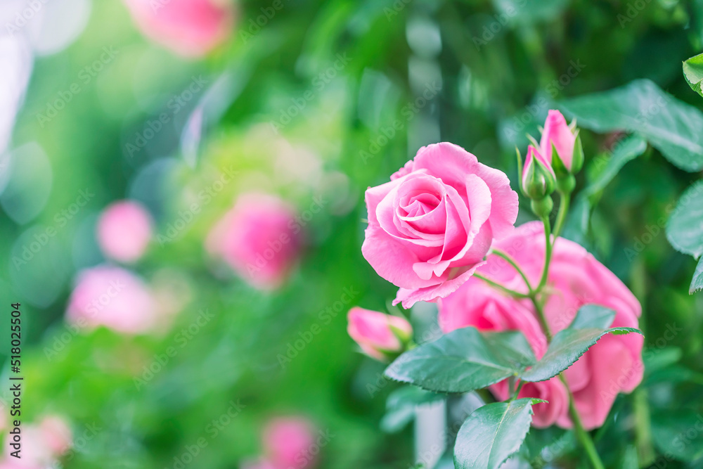 Close up Pink Rose flower on blur background. Close up Pink Rose flower on blur background.