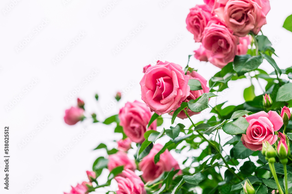 Close up Pink Rose flower on blur background.