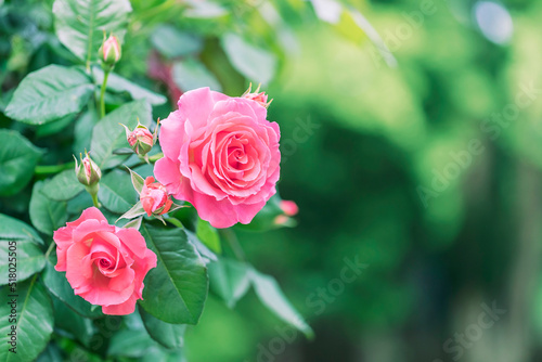 Close up Pink Rose flower on blur background.