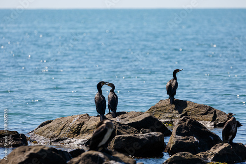 Great cormorants on a rock in the sea © rninov