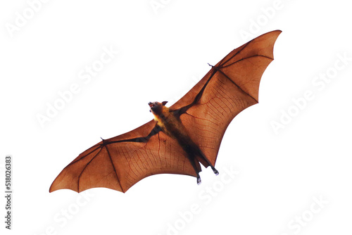 Papier peint Bat and baby bats flying isolated on white background