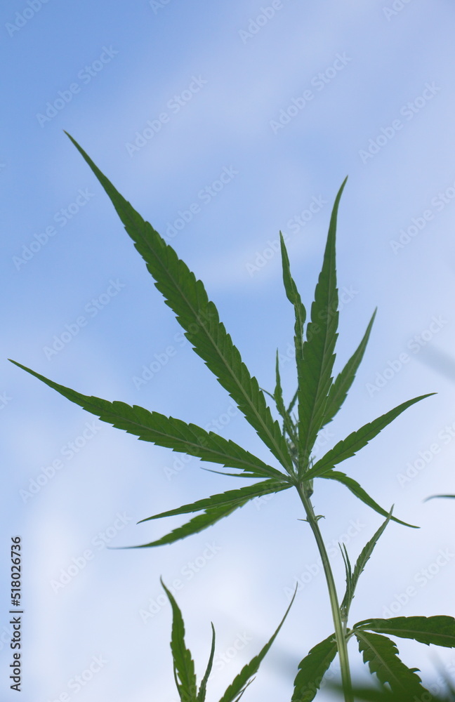 Green cannabis leaves against a sky background