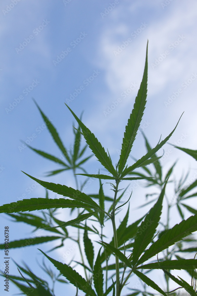 cannabis leaf on blue