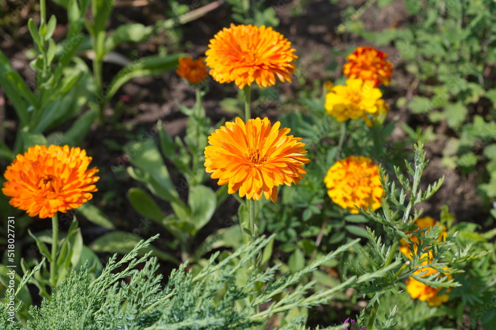 Blooming orange calendula (Lat. Calendula officinalis) on a flower bed in the garden Blooming orange calendula (Lat. Calendula officinalis) on a flower bed in the garden