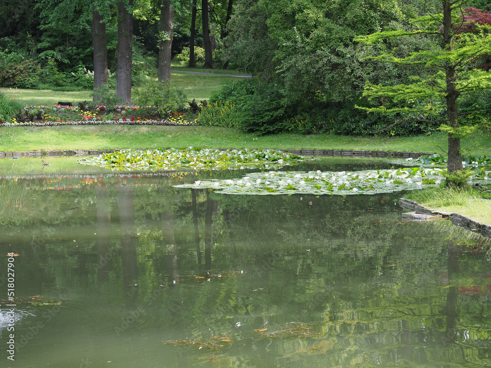 water lily plant scient. name Nymphaea in a pond water lily plant scient. name Nymphaea in a pond