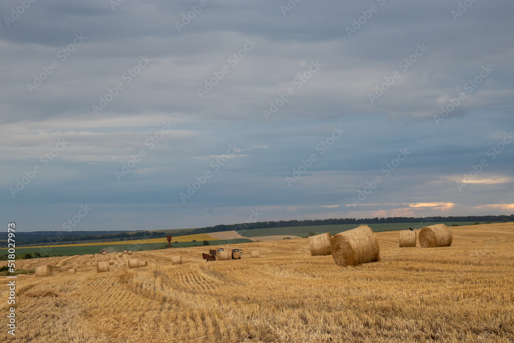 Bales of straw in the field after wheat harvesting. Summer landscape in Ukraine with straw rolls and stormy dramatic sky with clouds