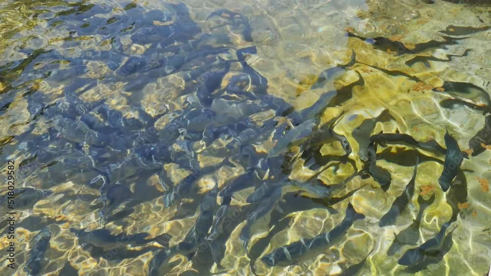 a large flock of black fish swims in the transparent water of the concrete tank of the fish farm. view from above. Breeding fish in a fish hatchery for sale on the market a large flock of black fish swims in the transparent water of the concrete tank of the fish farm. view from above. Breeding fish in a fish hatchery for sale on the market