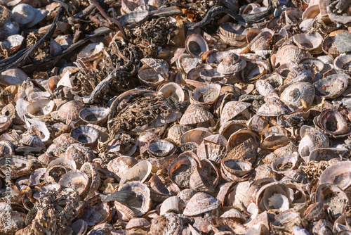 broken seashells on the shore