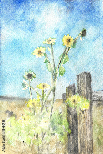 Fototapeta Naklejka Na Ścianę i Meble -  Sunflowers watercolor painting