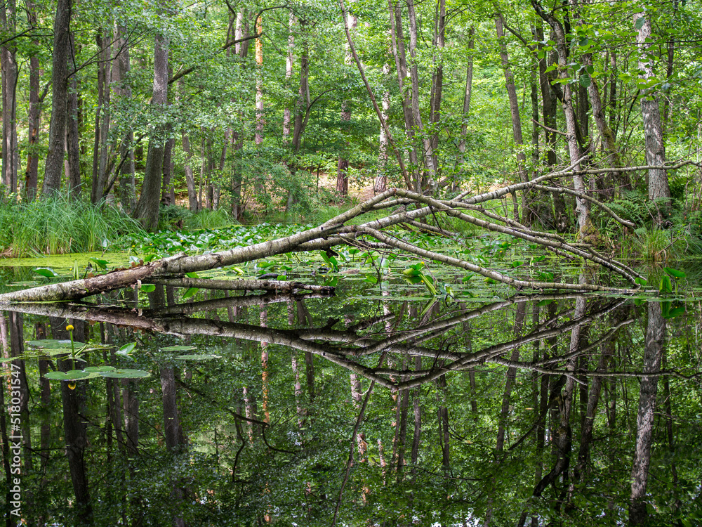 Obraz premium a forest landscape with a lake and a reflection of the trees in the water