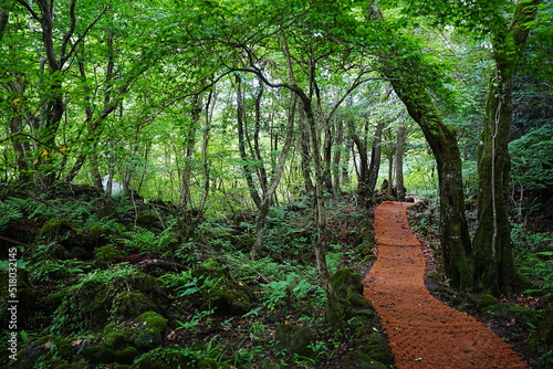 fascinating summer forest with fine path