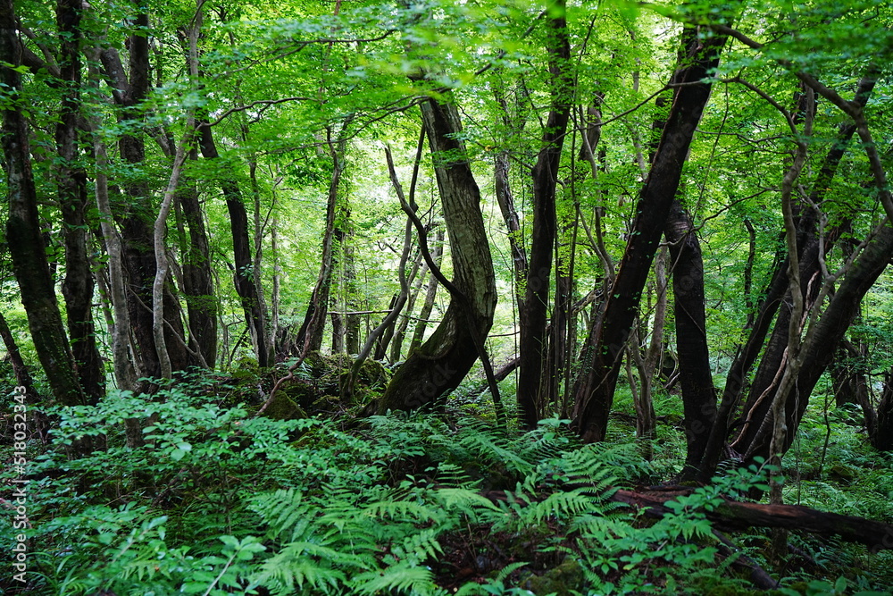 thick wild forest in summer