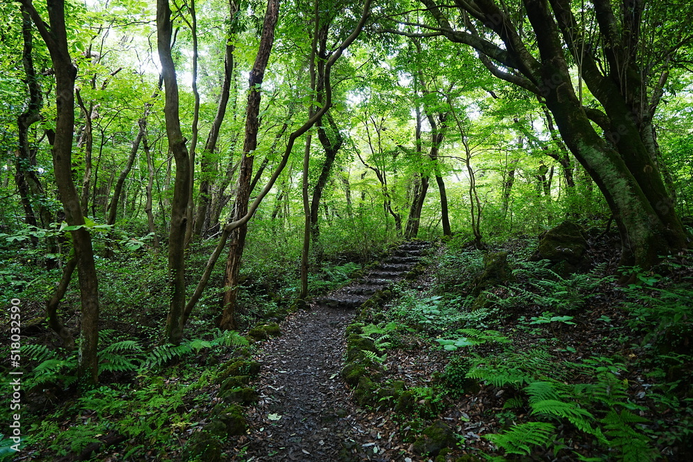 fascinating summer forest with fine path