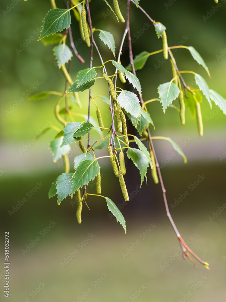 Fototapeta premium Birch branches with fresh green leaves and seeds. Birch tree branch, Betula pendula.
