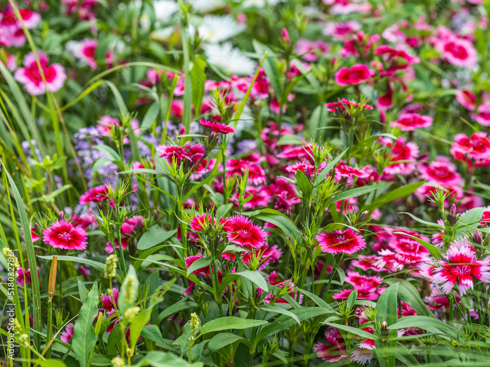 Close up of some beautiful Dianthus Baby Doll, Dianthus Chinensis, flowers growing in garden with leaves and soil, selective growing.