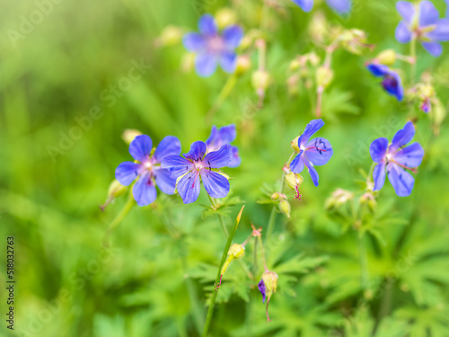 Floral summer background of flowers geranium pratense, meadow cranesbill, in the morning sunlight