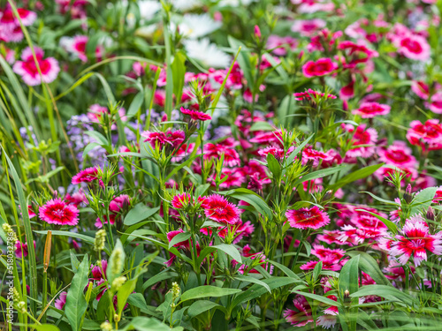 Wallpaper Mural Close up of some beautiful Dianthus Baby Doll, Dianthus Chinensis, flowers growing in garden with leaves and soil, selective growing. Torontodigital.ca