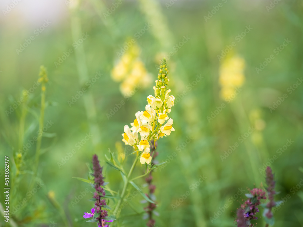 Obraz premium Linaria vulgaris common toadflax yellow wild flowers flowering on the meadow, small plants in bloom in the green grass