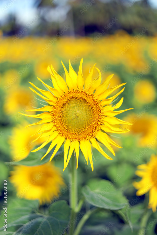 Fototapeta premium sunflower in the field