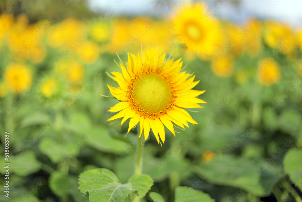 Obraz premium sunflower in the field