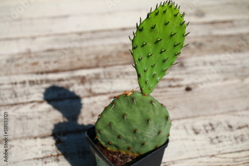 Opuncja kolczasta mrozoodporna opuntia kaktus sukulent