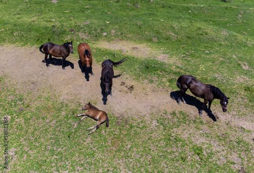 A family of horses near a sick colt in the field © sebi_2569