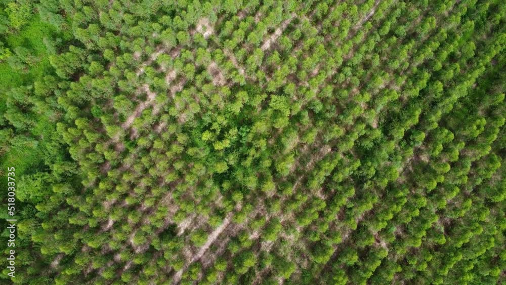Aerial view of Cultivation trees and plantation in outdoor nursery. Beautiful Agricultural Plantations. natural background in motion. Aerial view of Cultivation trees and plantation in outdoor nursery. Beautiful Agricultural Plantations. natural background in motion.