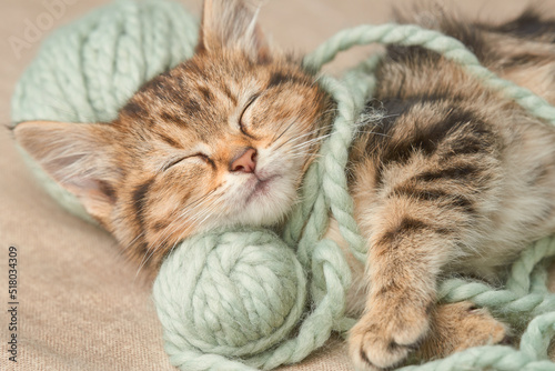 Portrait of a cute tabby kitten sleeping next to balls of woolen thread